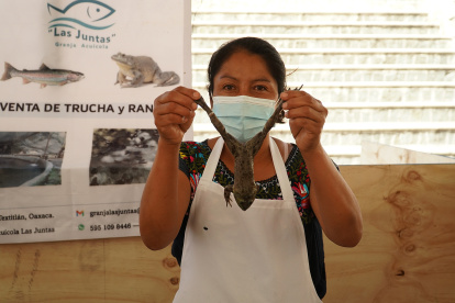 Rana-toro. Una especie sometida a estándares de sanidad como el cambio diario de agua.
