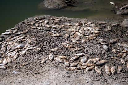 Menindee (Australia), 18/03/2023.- Thousands of dead fish have washed up in a series of mass kills caused by floods and hot weather at the main weir at the Menindee lakes, in outback NSW, Australia, 19 March 2023. Enormous clusters of dead fish have been found at Menindee"s main weir on the Darling-Baaka River, the latest in a string of mass kills."People north of Menindee say there"s cod and perch floating down the river everywhere". (Inundaciones, Estados Unidos) EFE/EPA/SAMARA ANDERSON AUSTRALIA AND NEW ZEALAND OUT