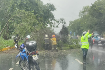Suceso. El árbol caído complicó el tránsito por unos minutos.