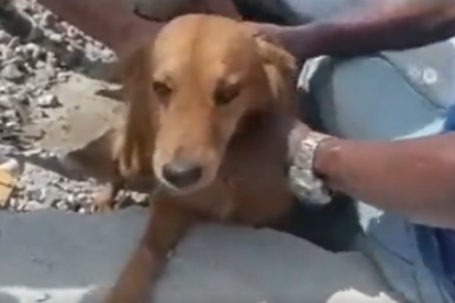 El perrito fue rescatado de entre los escombros