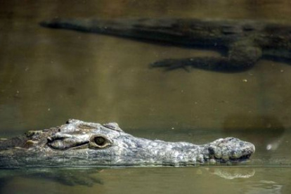 Conservación. La pareja de cocodrilos llegó al zoológico de Quito.