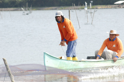 Los productores de camarón