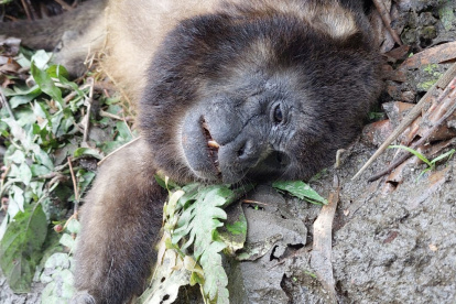 Alarma por animales muertos en Bosque Pacoche