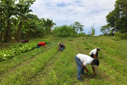 Campo.- Personas trabajando en la agricultura.
