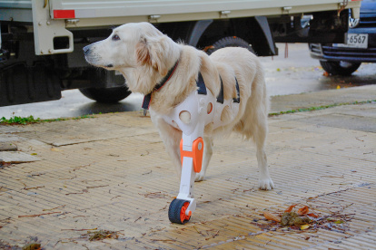 La perra Dana usando una prótesis creada por los uruguayos Valentina Baglini e Ismael Acosta, en Montevideo (Uruguay).
