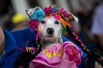 Una perra disfrazada en la iglesia Santa María Magdalena, durante la celebración de las festividades en honor a San Lázaro, en Masaya (Nicaragua).