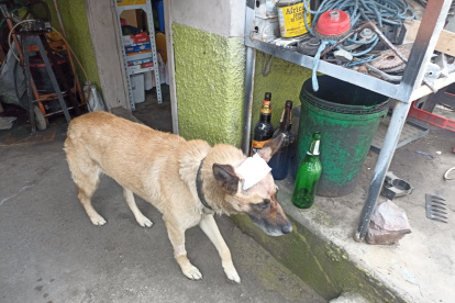 El perro quedó al cuidado de los vecinos del sector.
