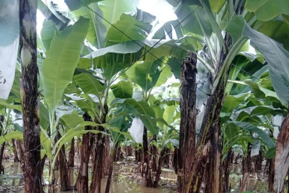 Inundación. La Federación de Bananeros de Los Ríos hizo un recorrido por las haciendas afectadas por la lluvia.
