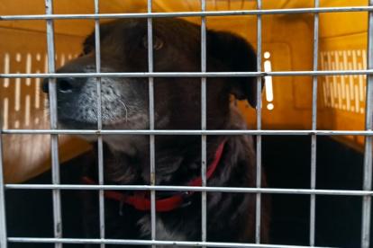 Tras la visita de la Unidad de Bienestar Animal, el animalito fue llevado a uno de los centros de acogida del Municipio