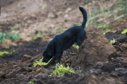 Jacob, el perro que ayuda a buscar a su familia tras un alud de tierra, recorre las casas sepultadas hoy en Alausí (Ecuador).