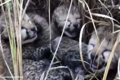 La madre de estas cuatro crías llegó a la India el pasado septiembre