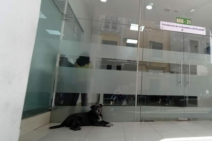 Hay recomendaciones y apuntan a que reciba estímulos: auditivos, visuales y táctiles.