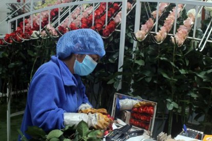 Un empresario del sector florícola aseguró que pondrá en pausa inversiones previstas.