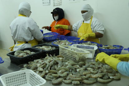Venta. Los camarones son parte de los productos que van a Corea del Sur.
