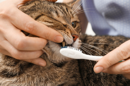La limpieza dental le da una mejor calidad de vida al felino y puede prevenir dolorosas complicaciones dentales, como la gingivitis.