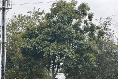 Quito. Este domingo la movilidad será limitada por las concentraciones masivas