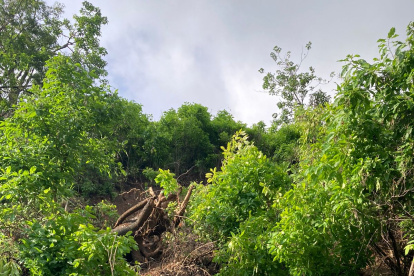 Situación. Las raíces de los árboles cuelgan donde antes era el sendero.