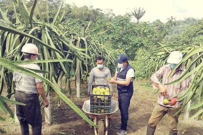 Provincias de la Costa y el Oriente ecuatoriano son los principales productores de pitahaya.
