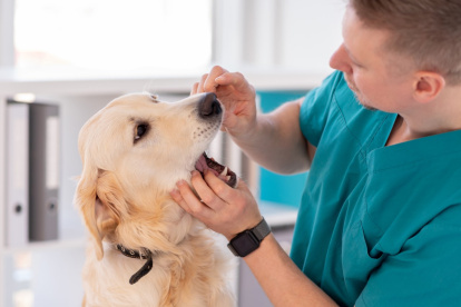 Los perros también necesitan que se les haga limpiezas dental