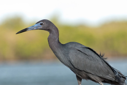 Eugene Fritz, de 67 años, estaba pasando un día de pesca y regresó a casa con una garza azul viva que había herido al intentar capturarla.