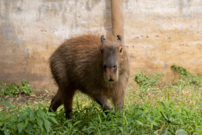 Naturaleza. El zoo invita a reflexionar sobre la conservación.