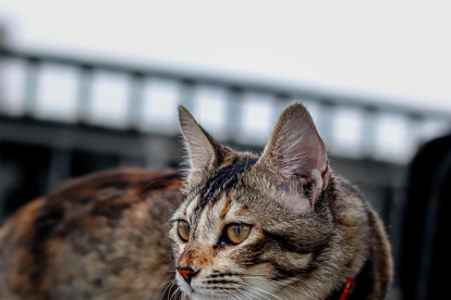 Evitar. Los collares pueden poner presión en la tráquea, la médula espinal, los discos vertebrales, el esófago, etc., y deben ser evitados.