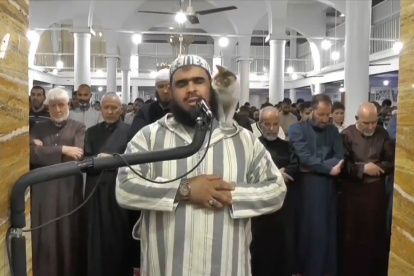 El vídeo, con más de mil millones de vistas, mostraba cómo un gato con gesto cariñoso se acercaba al imán