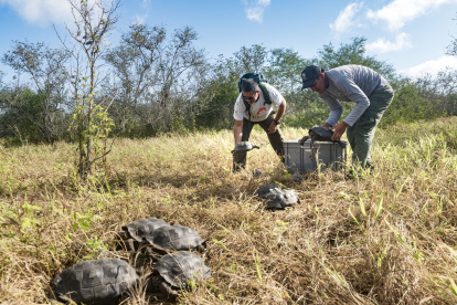 86 tortugas criadas en cautiverio regresaron a su hábitat natural