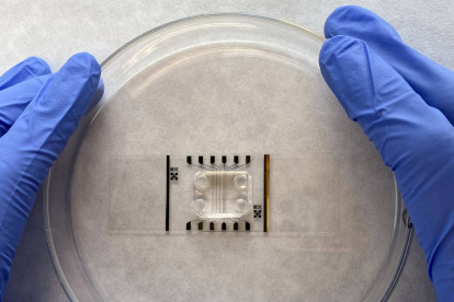 La barrera hematoencefálica en un chip para estudiar fármacos contra el alzhéimer