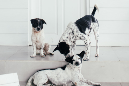 Tener en cuenta. Si el perro en el que estás interesado no ha sido socializado apropiadamente, podría ser mejor buscar otro que ya tenga habilidades sociales.