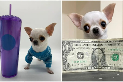 Récord. La perrita tiene tres años, es estadounidense y pesa 553 gramos.