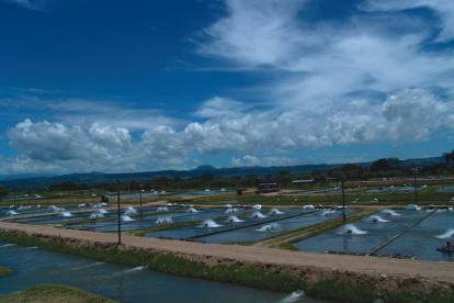 Dato. Acuicultura y la pesca alcanza el 47%  de las exportaciones no petroleras.