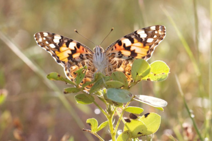 La mariposa cardera migra cada año entre África y Europa.