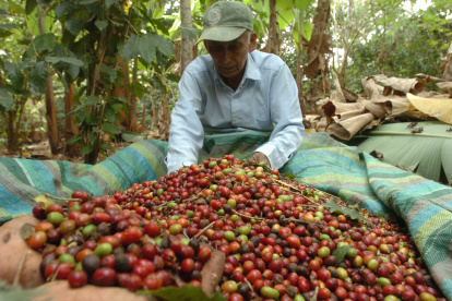 Cosecha. Un agricultor, en Ecuador, trabaja en la recolección de los granos de café en su hacienda.
