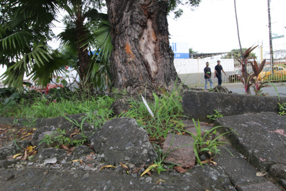 Las raíces de los árboles están levantando el pavimento de calles y casas.