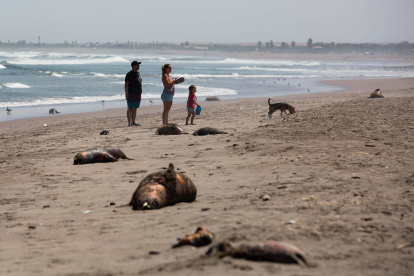 Fotografía de lobos marinos muertos en la playa La Liserilla, el 4 de abril de 2023, en Arica, región de Arica y Parinacota (Chile). La costa sudamericana del Pacífico ha devenido en las últimas semanas en un triste y peligroso camposanto animal plagado de miles de cadáveres de lobos marinos, pingüinos y otras aves víctimas de un agudo brote de gripe aviar que amenaza con provocar un desastre ambiental en especies marinas autóctonas de la región.