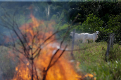 Ganado pasta junto a un incendio en la ciudad de Manicore, al sur del estado de Amazonas.