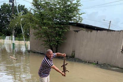 . Un hombre muestra el animal que estaba nadando en inmediaciones de su vivienda