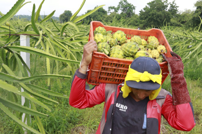 Hacienda. Un trabajador transporta parte de la cosecha de pitahaya.