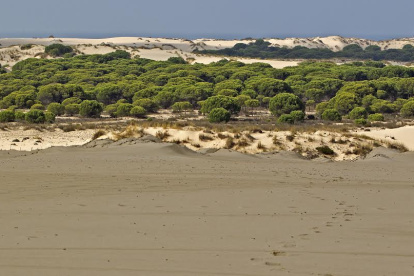 Doñana es Patrimonio de la Humanidad por la Unesco.