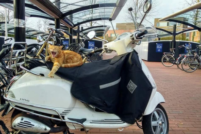 El gato tenía nueve años y apareció por primera vez en esta pequeña estación de tren hace siete.