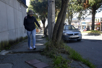 Crecimiento. Las raíces rompen las veredas y eso dificulta el paso de los peatones