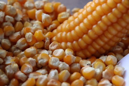 Producción.- La cosecha del maíz duro en una hacienda de Ecuador.