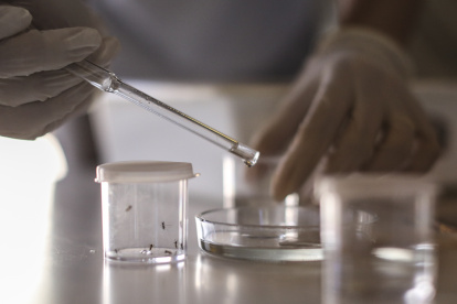 Fotografía de archivo en la que se observa el mosquito Aedes Aegypty en el Centro de Investigaciones de Plagas e Insecticidas de Argentina (Cipein).