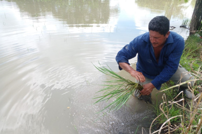 Las lluvias han complicado a los productores de arroz en 2023.
