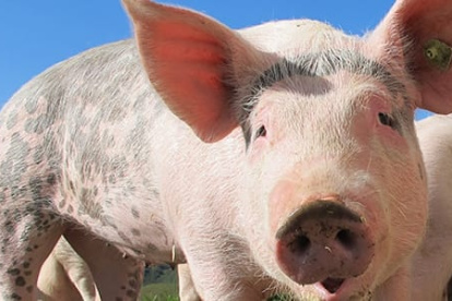 El envío se concretó a inicios de este mes.