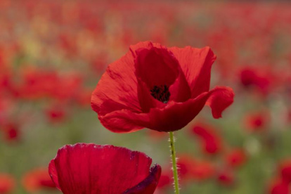 Los estudios de la ciencia abren una posibilidad para mejorar las condiciones biológicas de las plantas