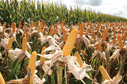 Hacienda.- El maíz listo para la cosecha.