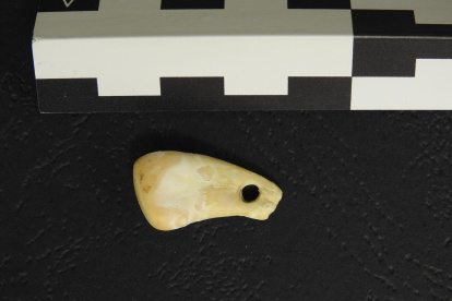 Vista superior del diente perforado de ciervo descubierto en la cueva Denisova, en el sur de Siberia.