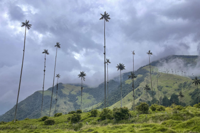 Fotografía cedida por Walt Disney World Resort donde se aprecia una vista del Valle del Cocora.